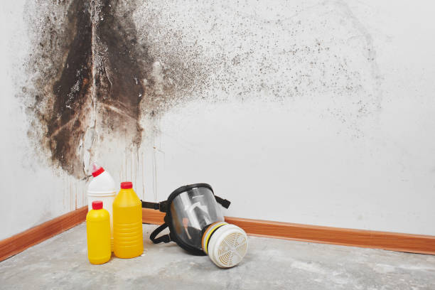 Best Certified Mold Removal  in Windsor, MO