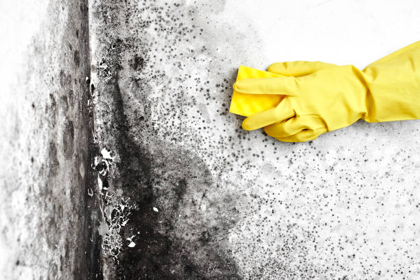 Best Crawl Space Mold Removal  in Windsor, MO