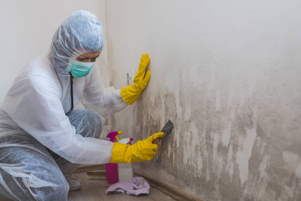 Crawl Space Mold Removal in Windsor, MO