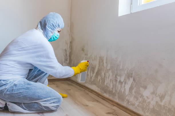 Mold Removal Process in Windsor, MO