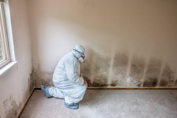 Trusted Windsor, MO Mold Removal Experts