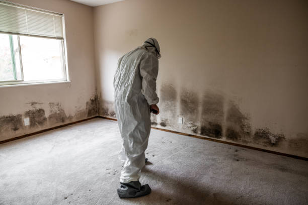 Best Office Mold Removal Services  in Windsor, MO