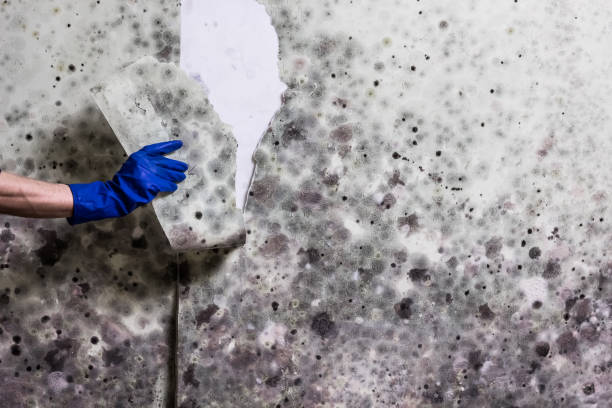 Best Mold Remediation Services  in Windsor, MO